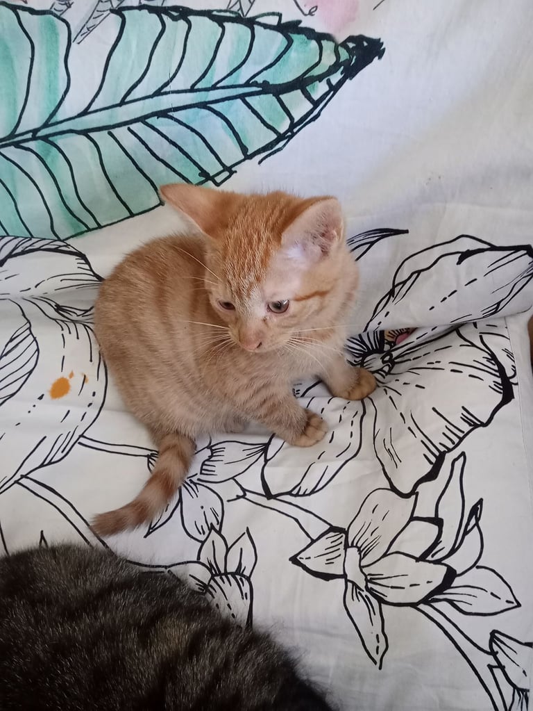 Kitten. Ginger girl
