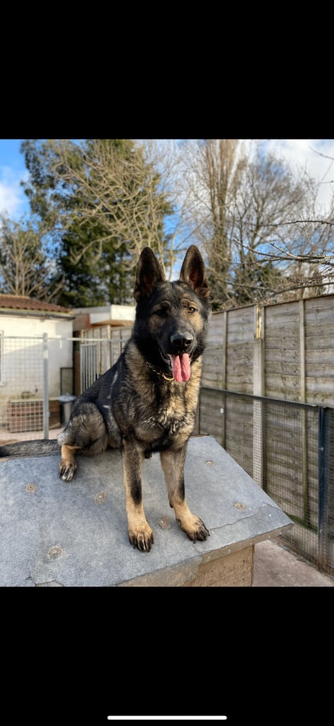 TOP QUALITY CZECH GERMAN SHEPHERDS AVAILABLE!