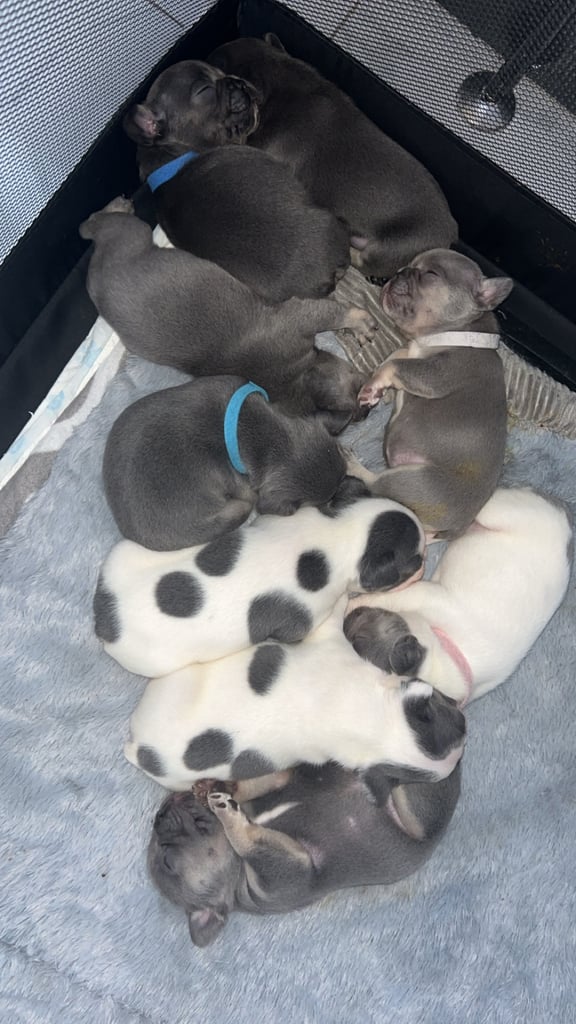 French bulldog pups 