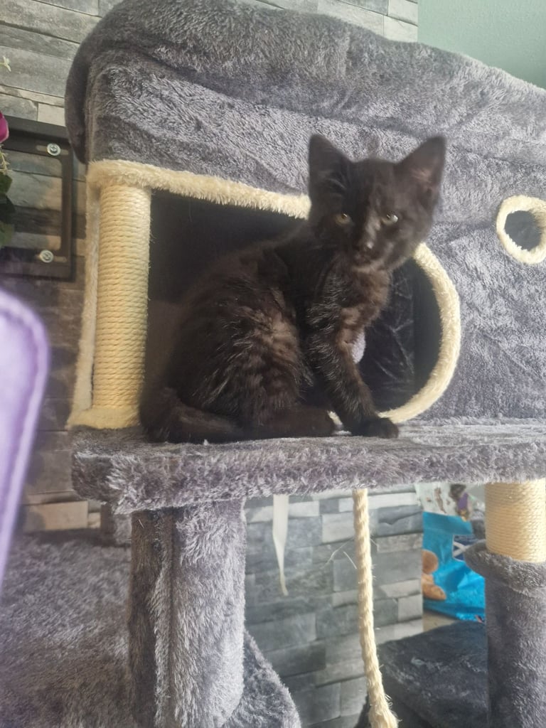 Kitten(female) 10 weeks