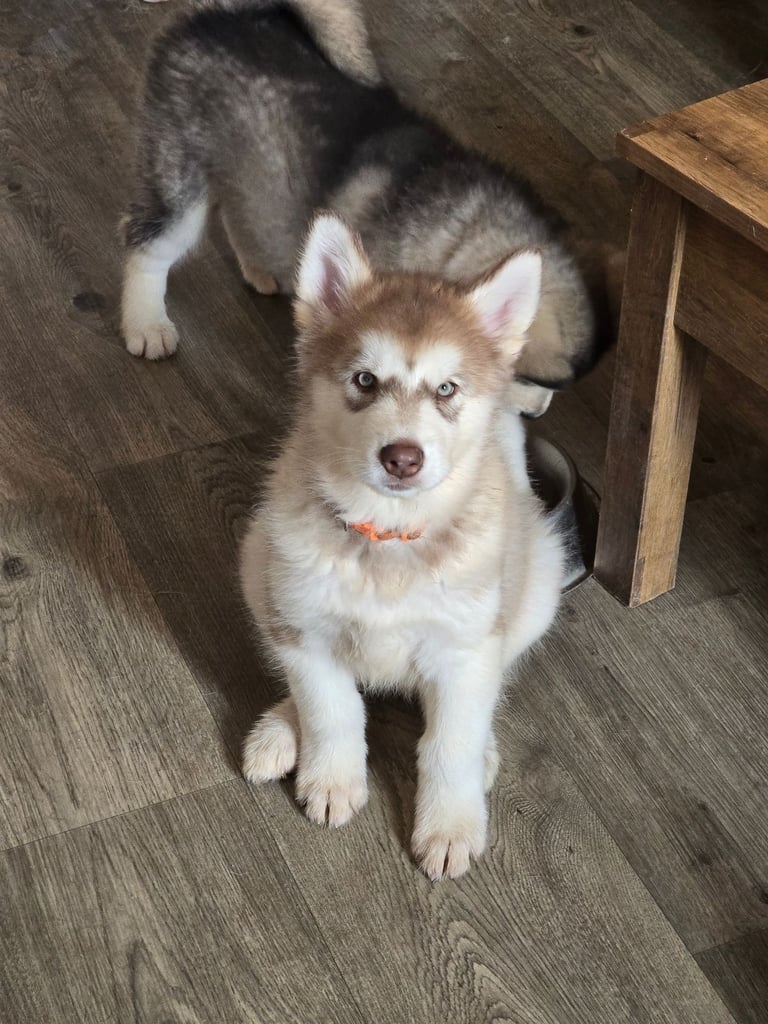 2 alaskan malamute girls ready to go now!!