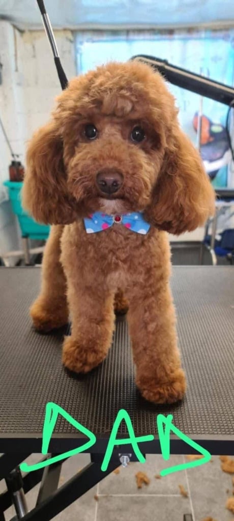 Cockapoo puppy 