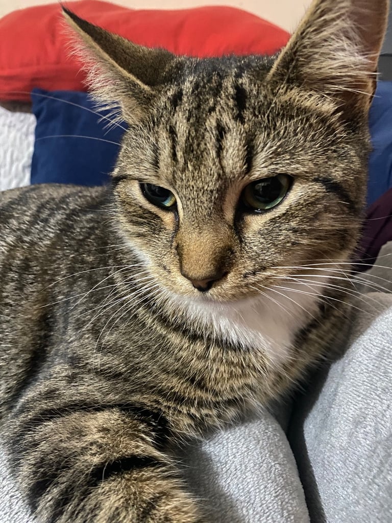 image for Tabby Cat for Sale
