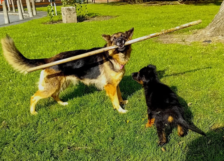 German shepherd puppy 