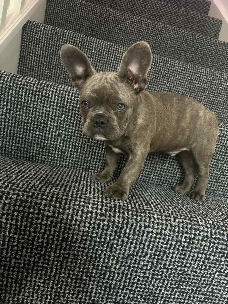 French bulldog 
