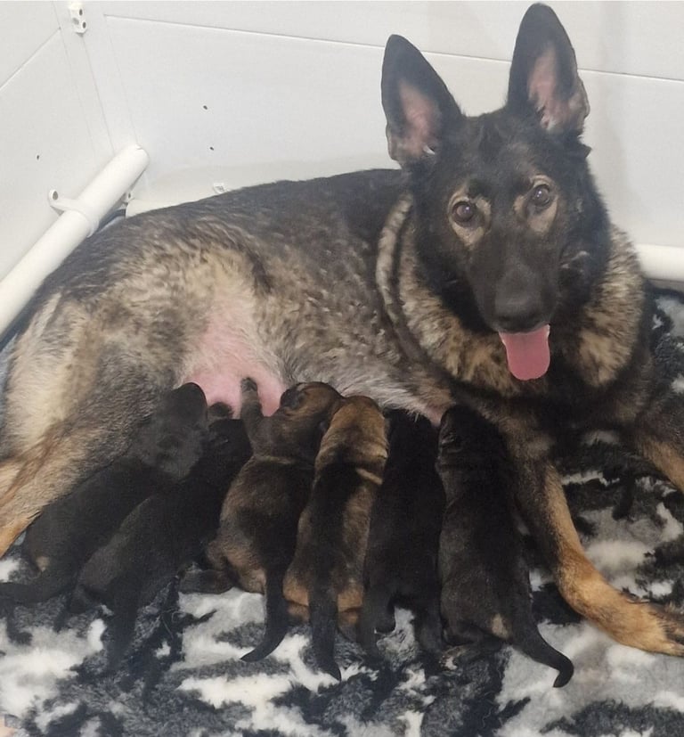 Kc reg Czech working line gsd puppies 
