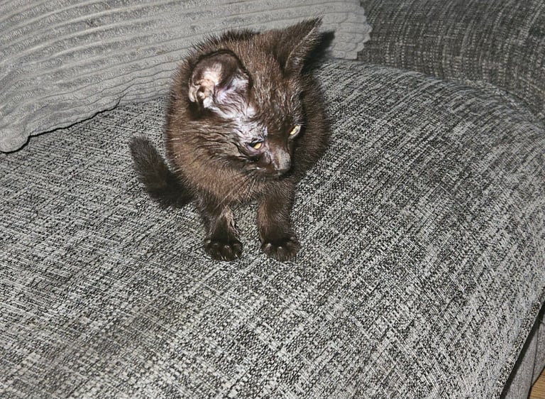 Bombay X Tortoiseshell kitten for sale