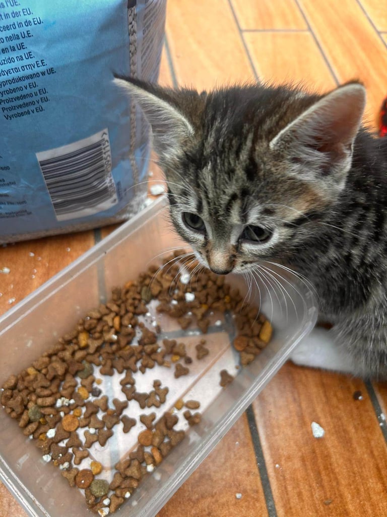 Beautiful Fluffy Kittens