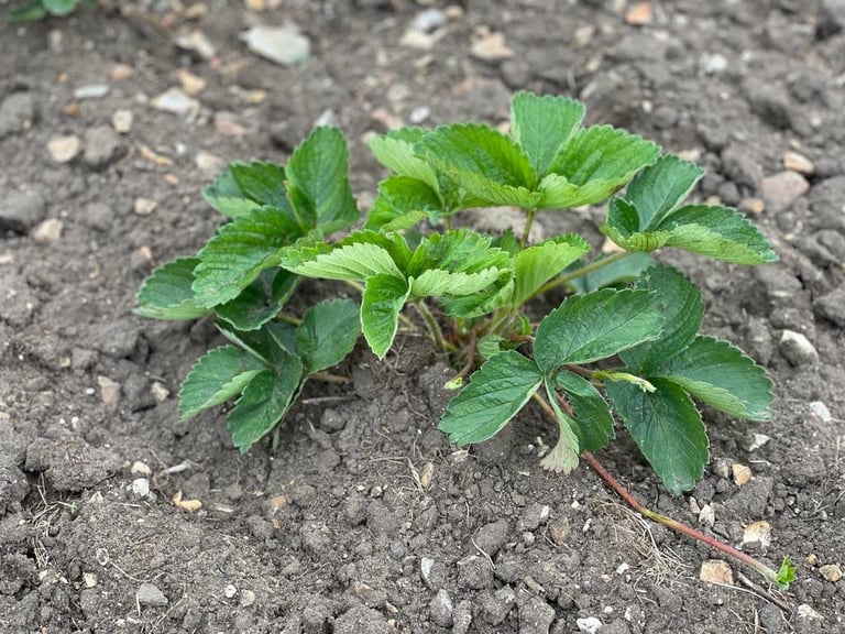 Strawberry plants 