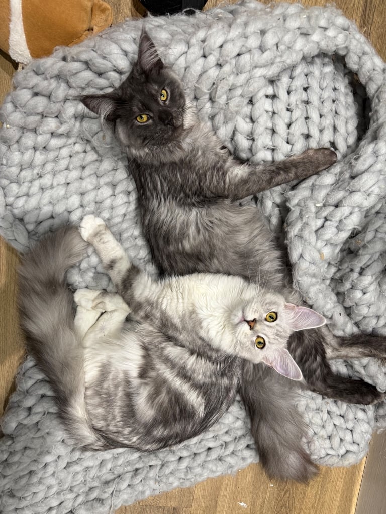 Maine coons for sale, stud and queen. GCCF registered.