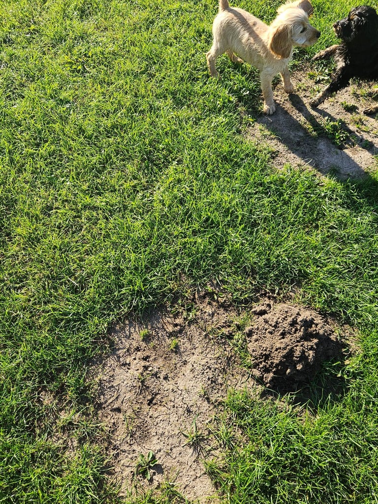 Cockerpoo 