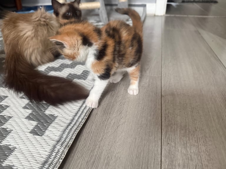 Adorable Half Ragdoll Female Kitten for Sale  9 Weeks Old