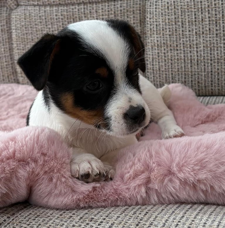 Traditional Miniature Jack Russell Puppies!