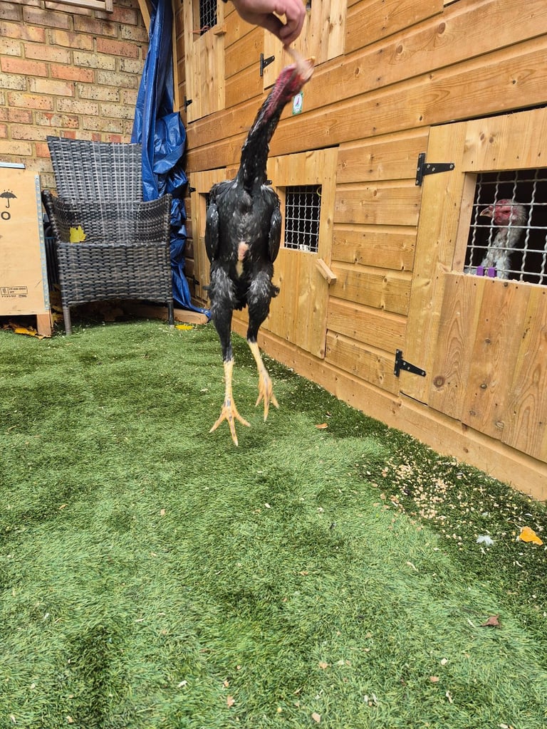 Shamo stags and pulletts 