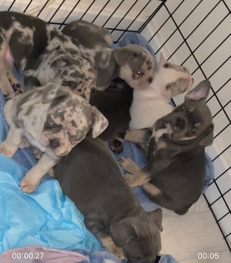 READY to leave French bulldog puppies reduced