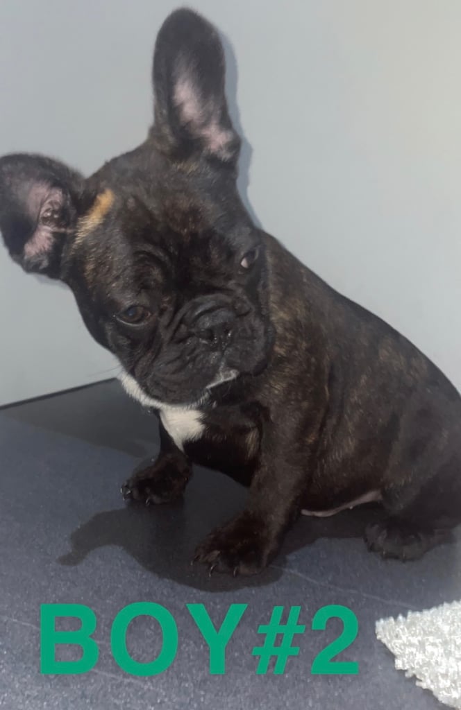 French Bulldog Puppies