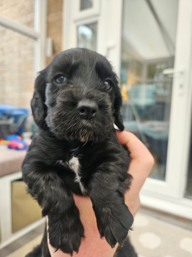 Cocker Spaniel Pups