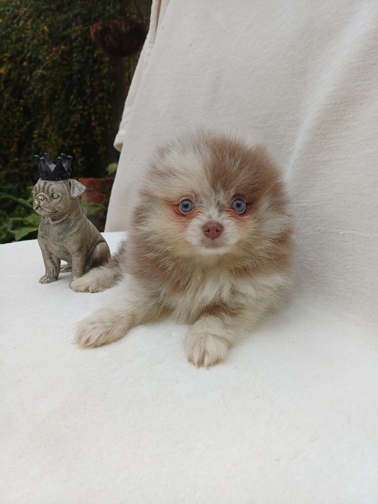 Rare Miniature Pomeranian Puppies