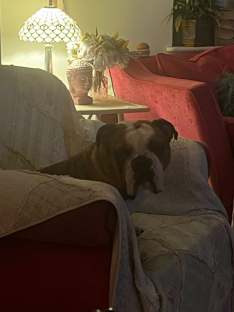 English bulldog boy 2 