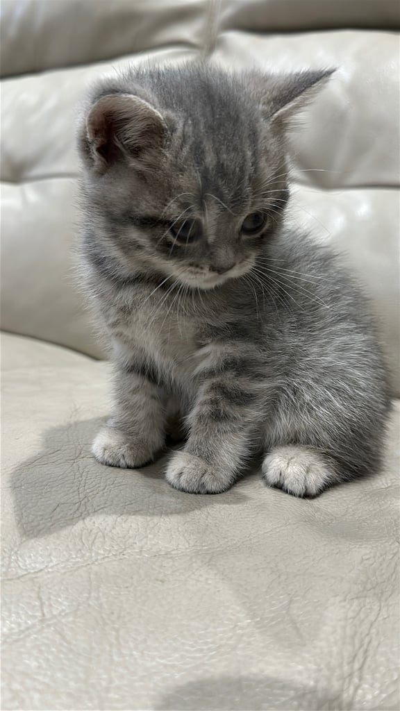 British short hair kittens shorthair