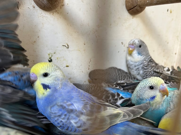 Budgies for Sale, different mutation available 