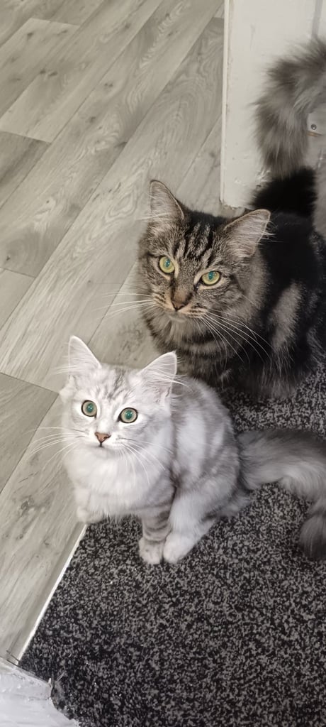 Rare chinchilla Persian Two Kittens And 18 Months Old Maine Coon Female Cat