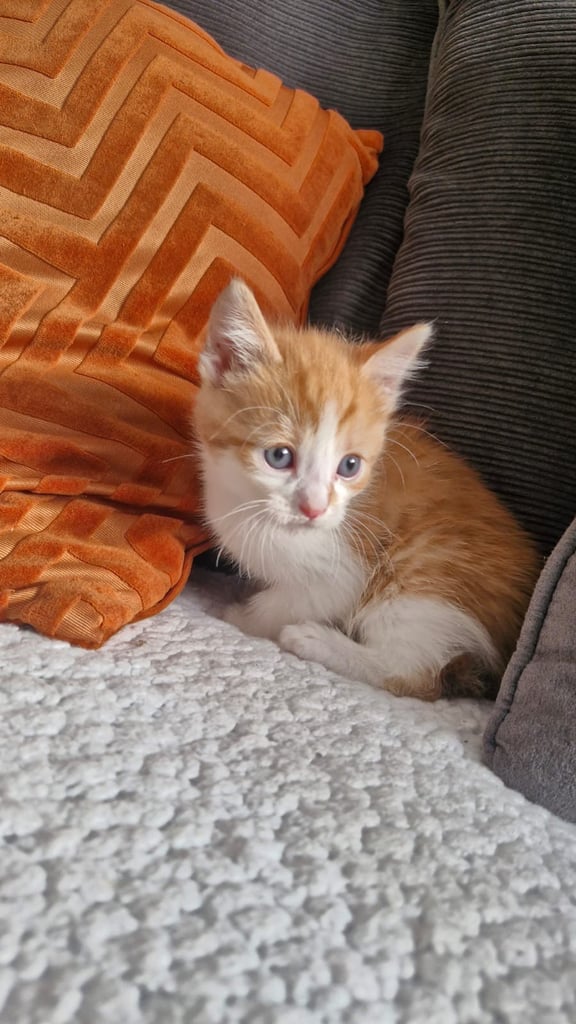 8 week old kittens 