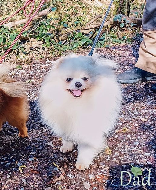 Pomeranian puppies - 2 boys