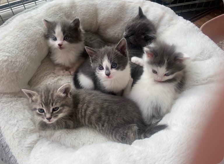 Kittens