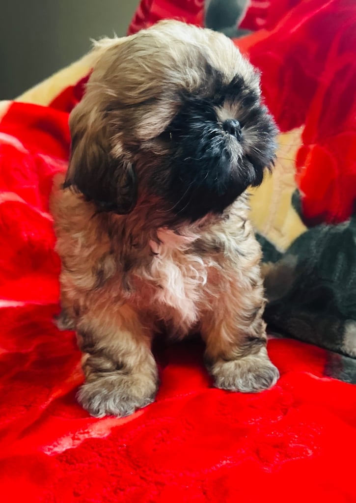 Shihtzu 