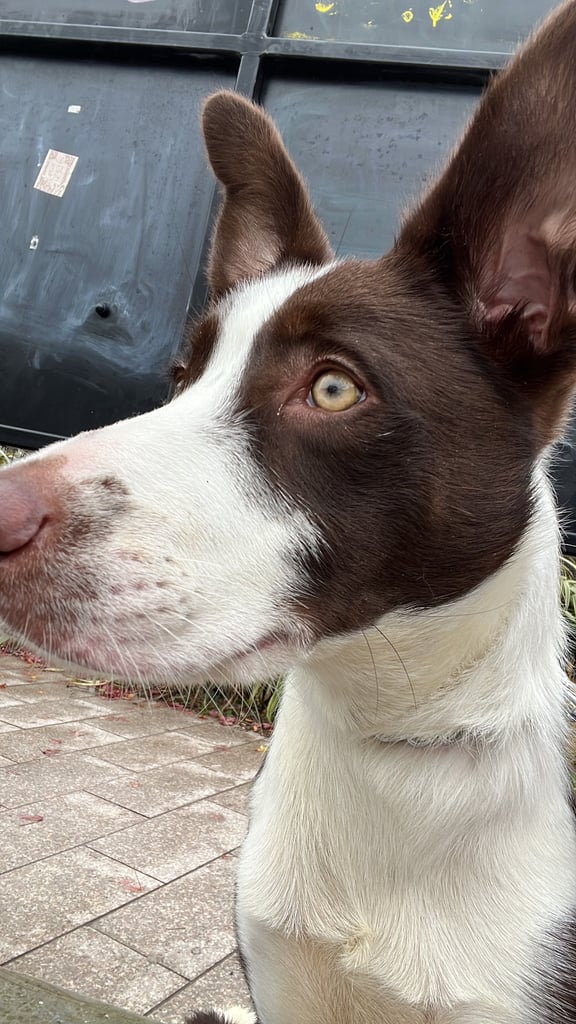 Border collie puppy