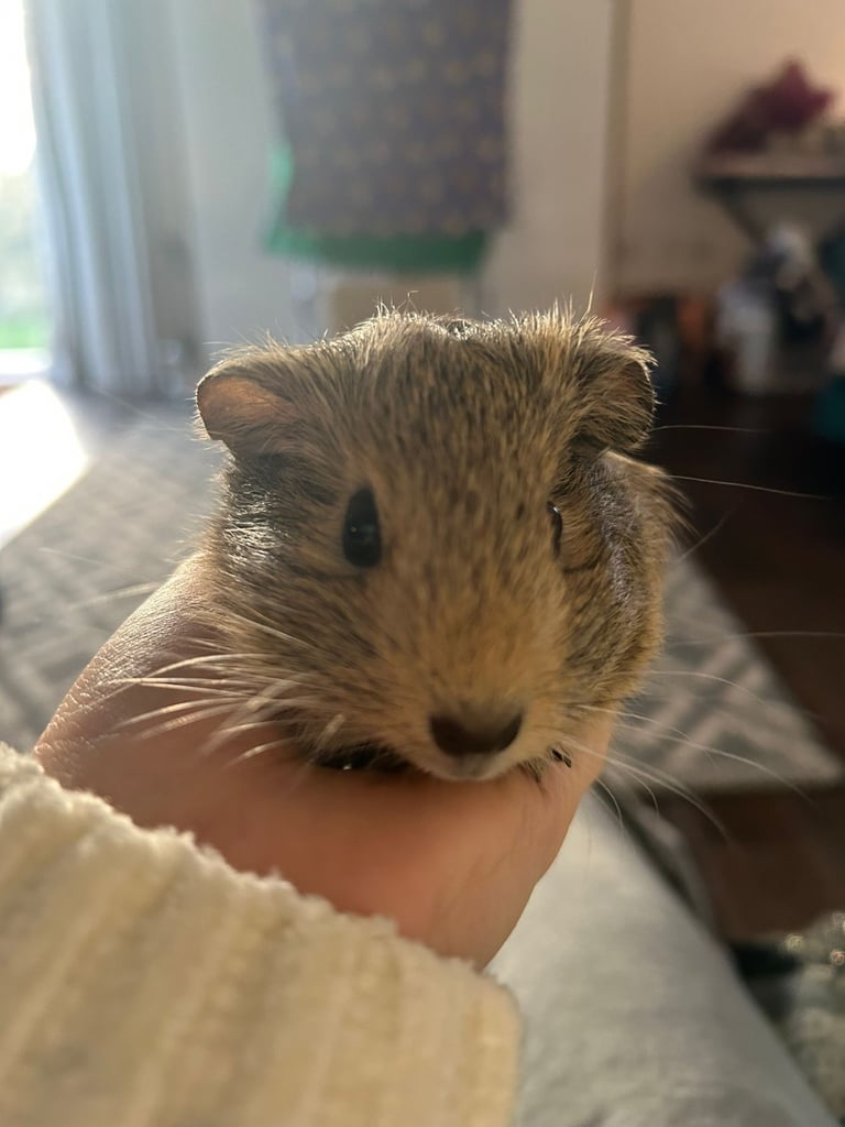 Baby guinea pigs