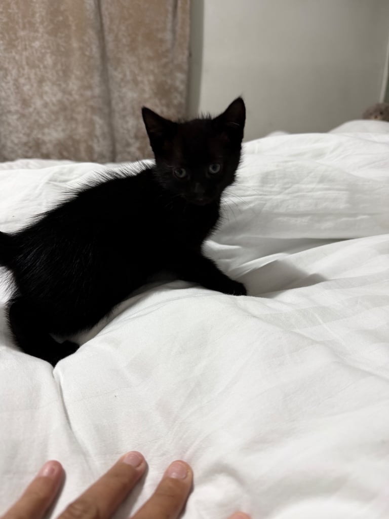 Kitten