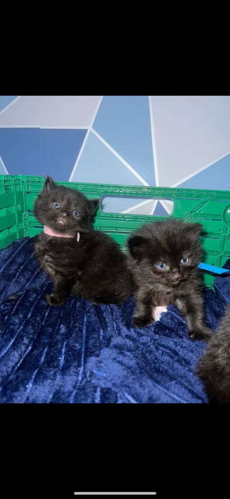 Kittens for sale 
