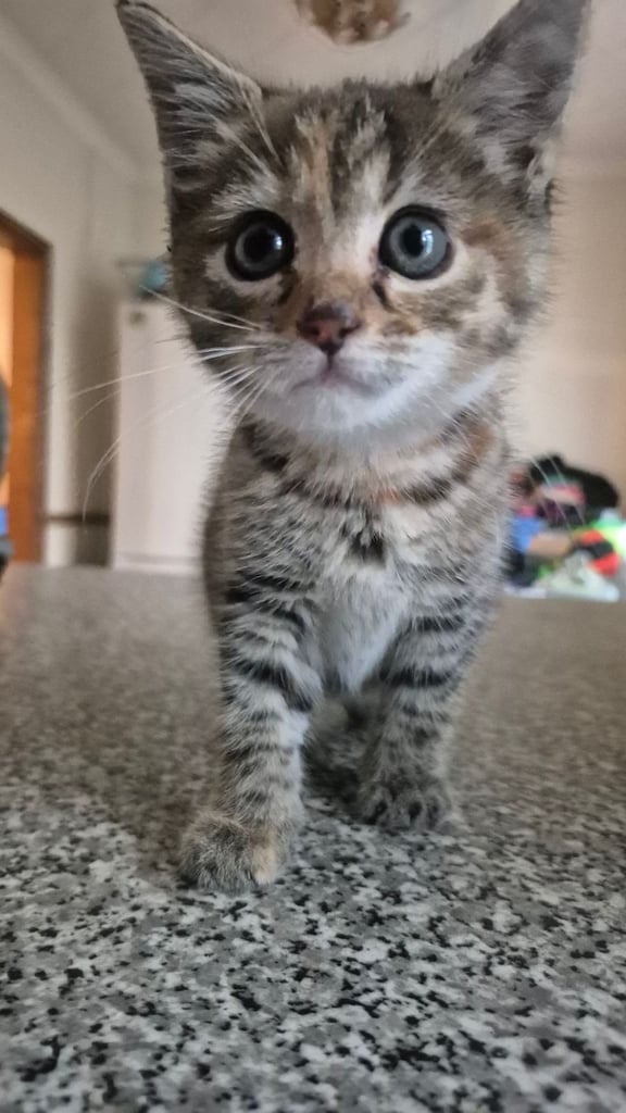 Kitten female
