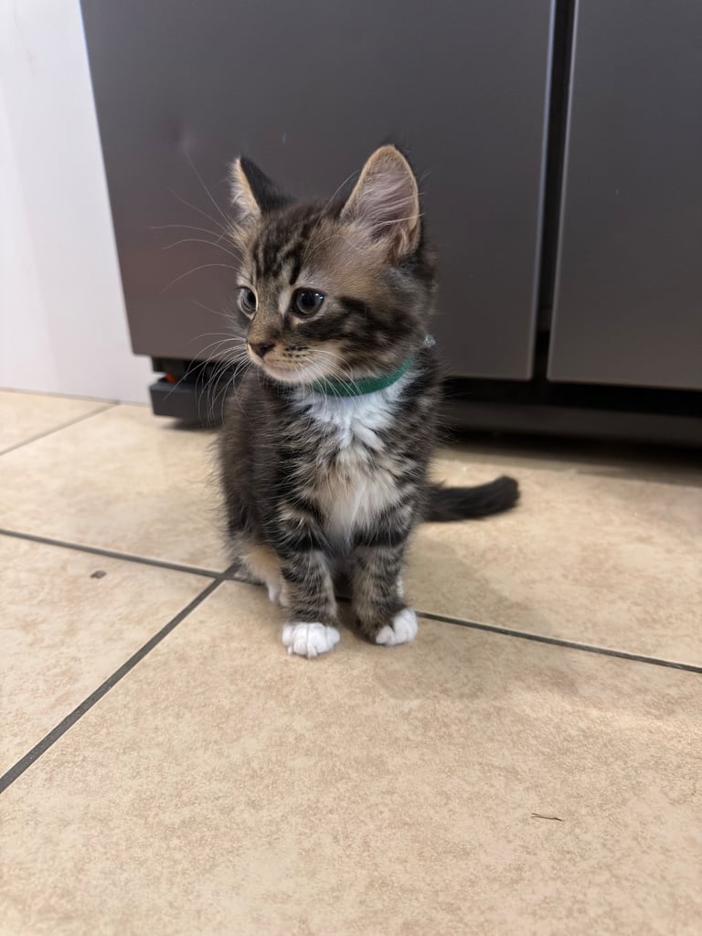 Kitten’s for sale