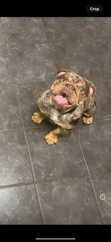 British bulldog for sale 