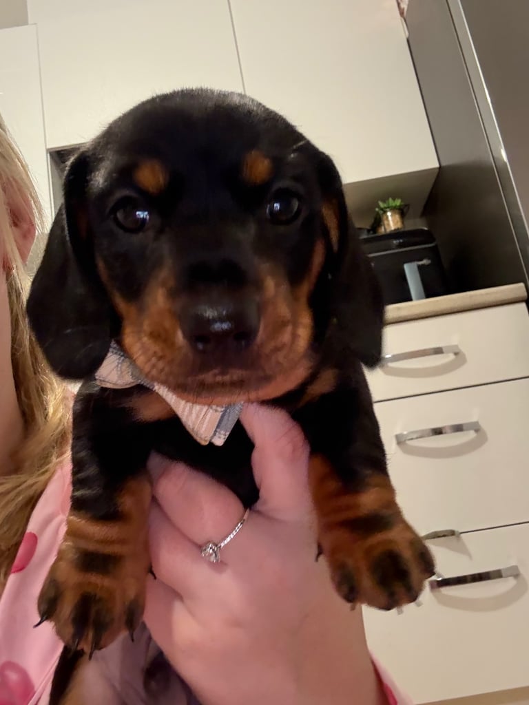 Male miniature dachshund 