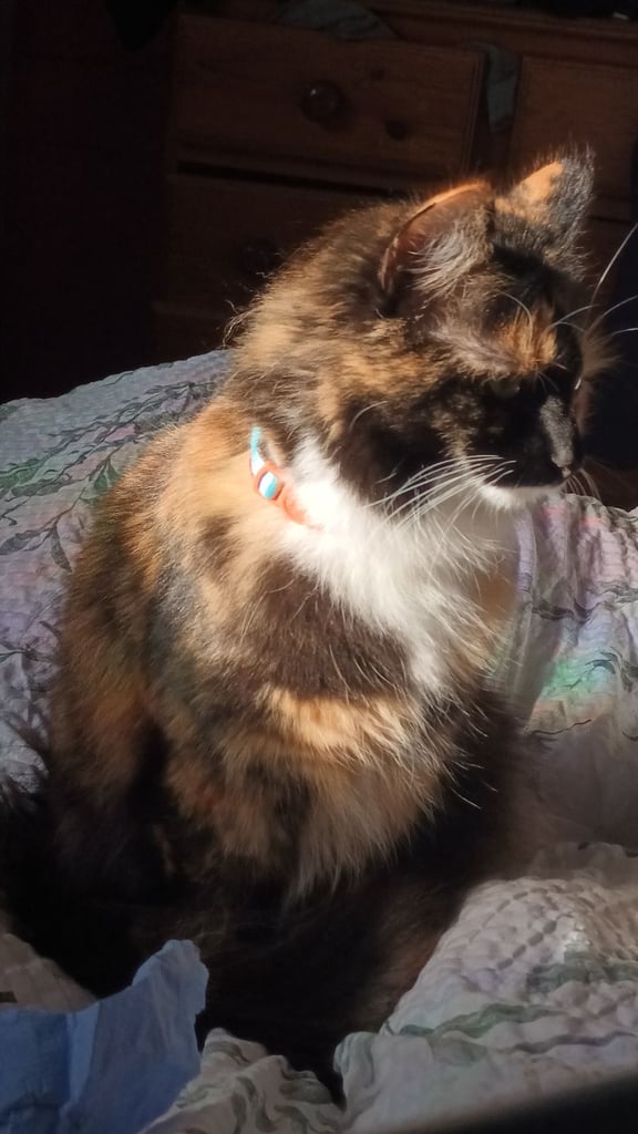 Female 1 year 3month calico kitten -Bella