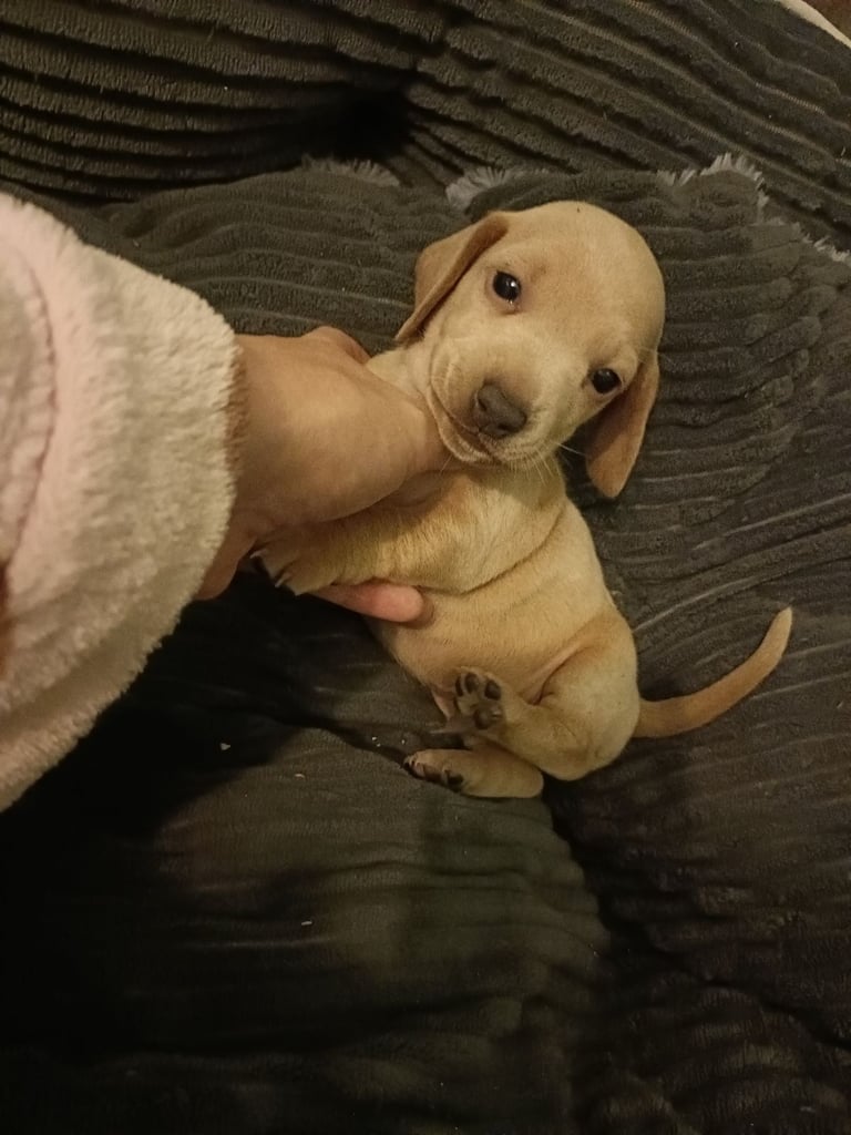 Miniature dachshund puppies 