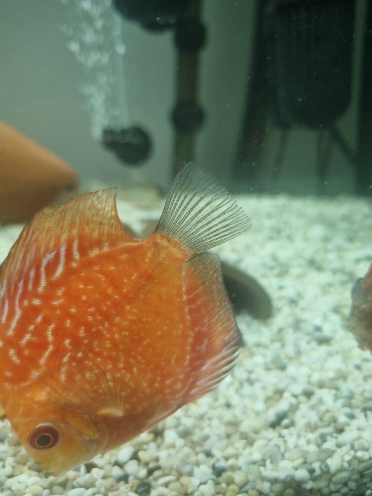 Discus Fish.        