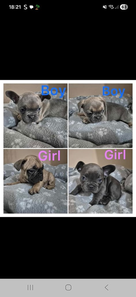 French bulldog puppies