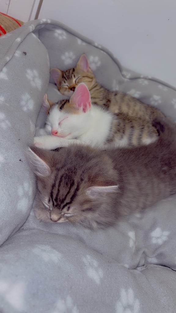 2 kittens looking for forever home 