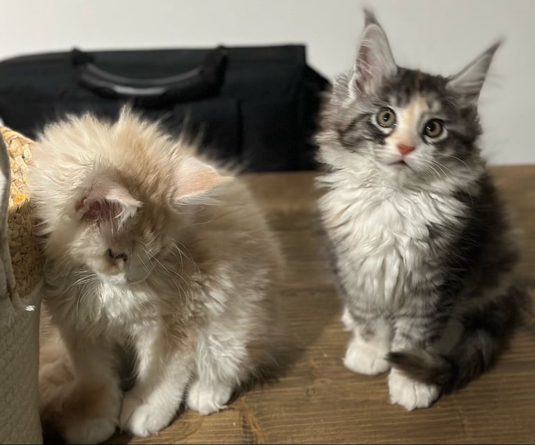 XL Main Coon Kittens ready soon for sale 