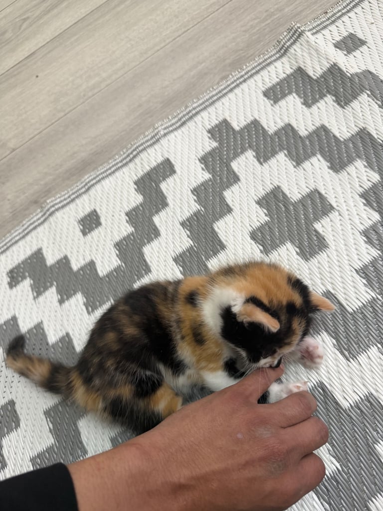 Male Half ragdoll kitten, looking for a lovely caring home