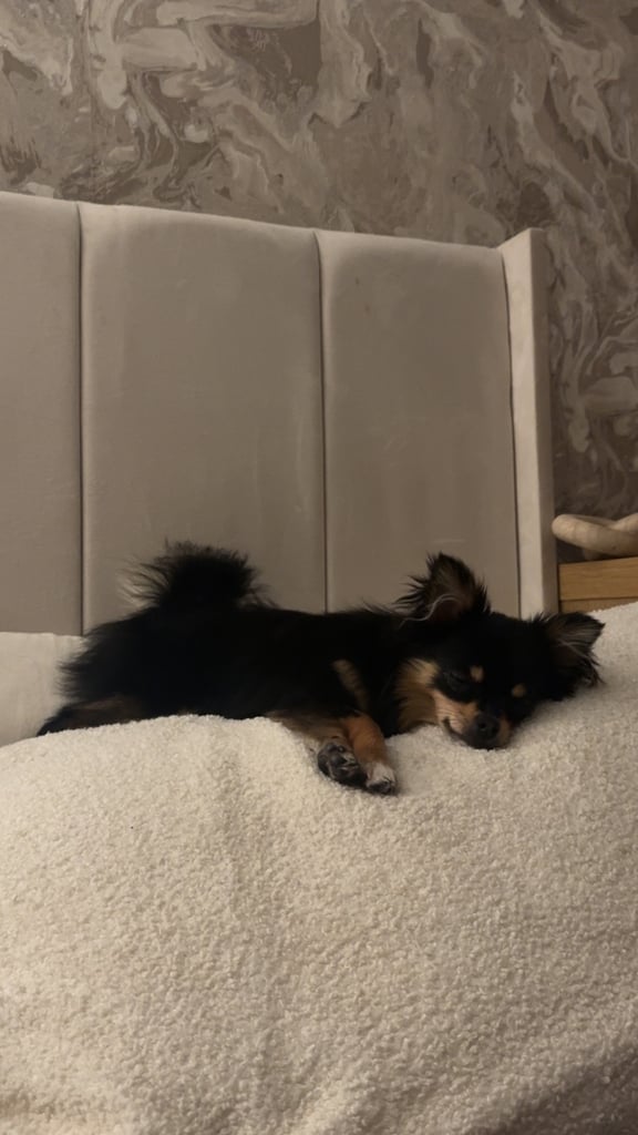 pomeranian girl 