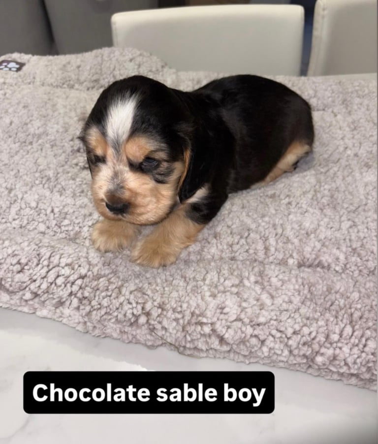 Kc show cocker spaniel puppy’s 