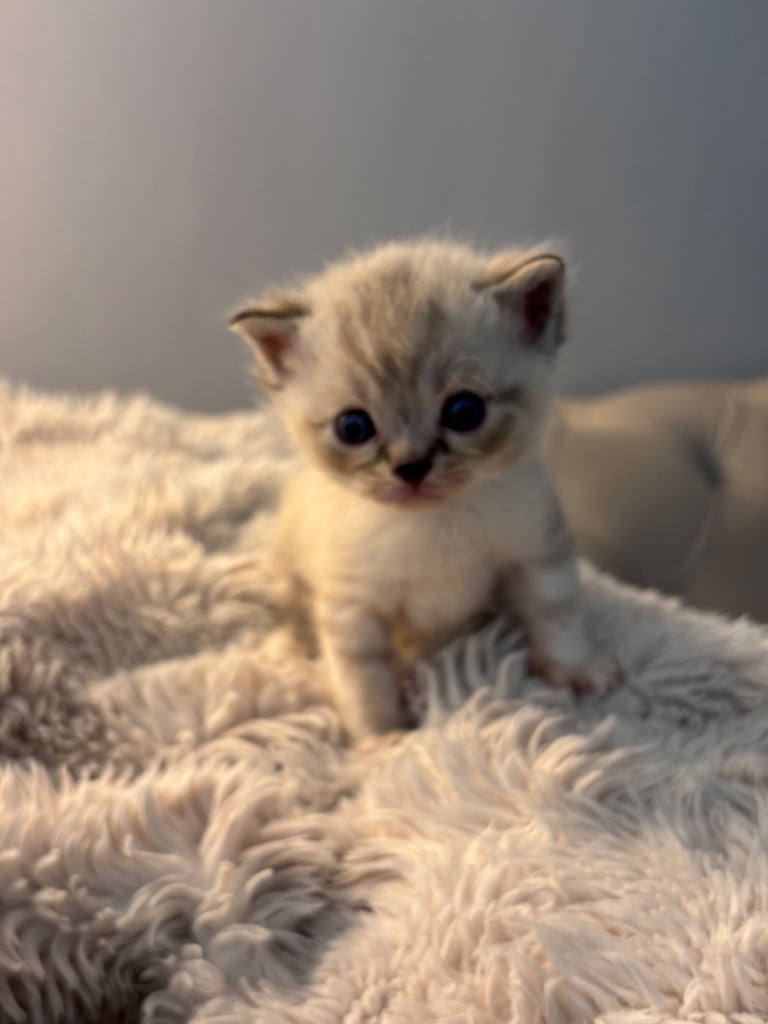 ONLY 2 LEFT! 🐾✨ Adorable Persian × Bengal Kittens Looking for Loving Homes! ✨🐾