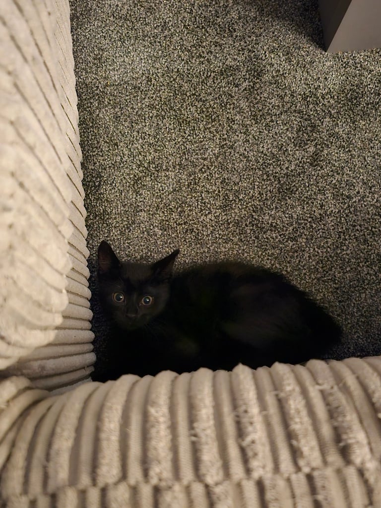 Cat for Rehoming