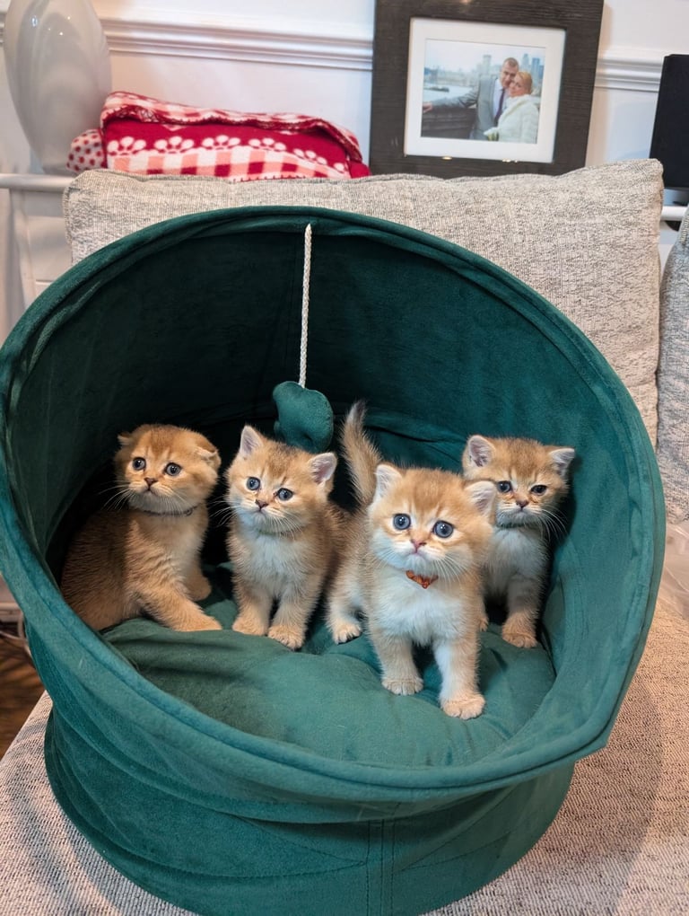 Gold British Shorthair kittens